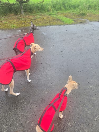 Customer photo review of Stella - Extra Lightweight Unlined Summer Italian Greyhound Coat Red