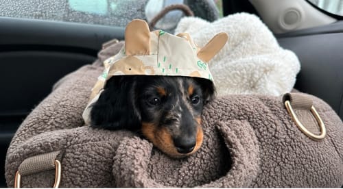 Customer photo review of Chocolate | The Cosy Car Seat