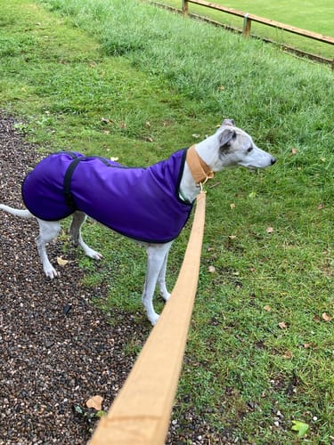Customer photo review of Soft Fabric Leads - Brass Fittings - Match Martingale Collars
