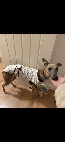 Customer photo review of Sighthound Surgery Recovery Suit / Coats