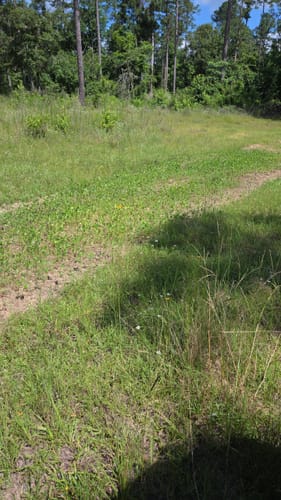 Customer's Summer Bulk food plot with new green sprouts about 3-4 inches tall after 10 days.