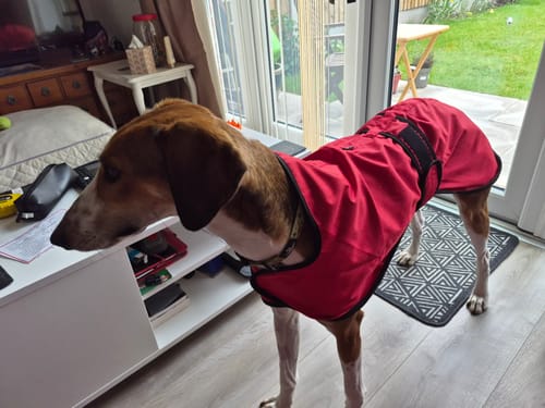 Customer photo review of Regna - Lightweight Summer Sighthound Coat with Harness Hole Zip