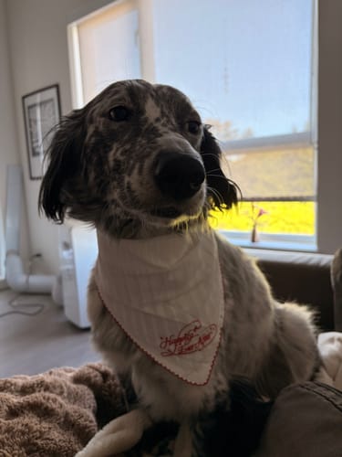 Customer photo review of Happily Ever After Bandana -- Red