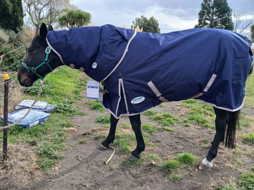 Customer photo review of Weatherbeeta Comfitec Essential Medium Neck Rug - 220g