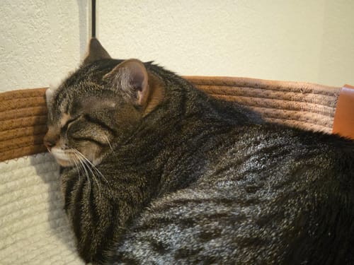 Customer photo review of Instinct Basket | Meet the first research-backed natural territory for indoor cats