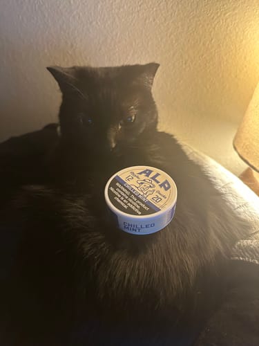 Close-up of a can of ALP nicotine pouches resting on a customer's fluffy black cat.