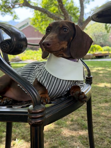 Customer photo review of Riviera Stripe Polo Dress