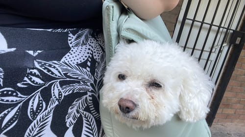 Customer photo review of Matcha┃The Puffer Carrier