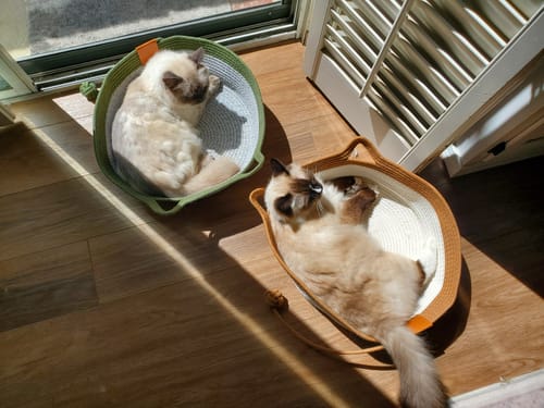 Customer photo review of Instinct Basket | Meet the first research-backed natural territory for indoor cats