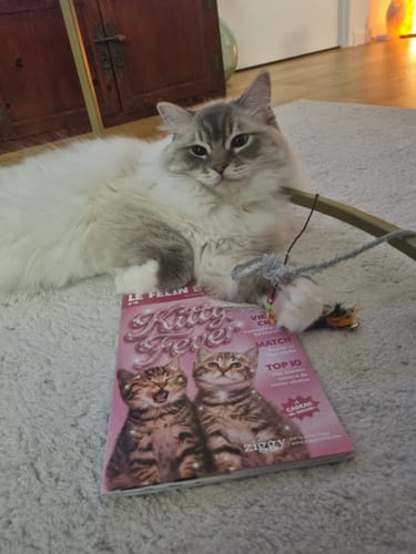 Le chat d'un client se repose à côté d'un magazine promotionnel reçu avec ses croquettes au saumon.
