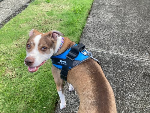 A customer's dog looks over its shoulder while wearing the blue Dogshood harness on a sidewalk.