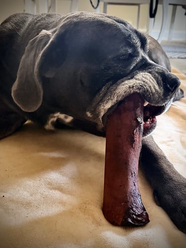 Customer's large gray dog chews a Smoked Beef Marrow Bone while lying on a soft blanket.