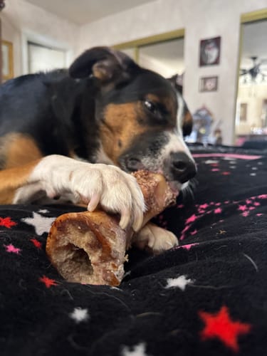 Close-up of a customer's dog chewing a large Smoked Beef Marrow Bone on a blanket.