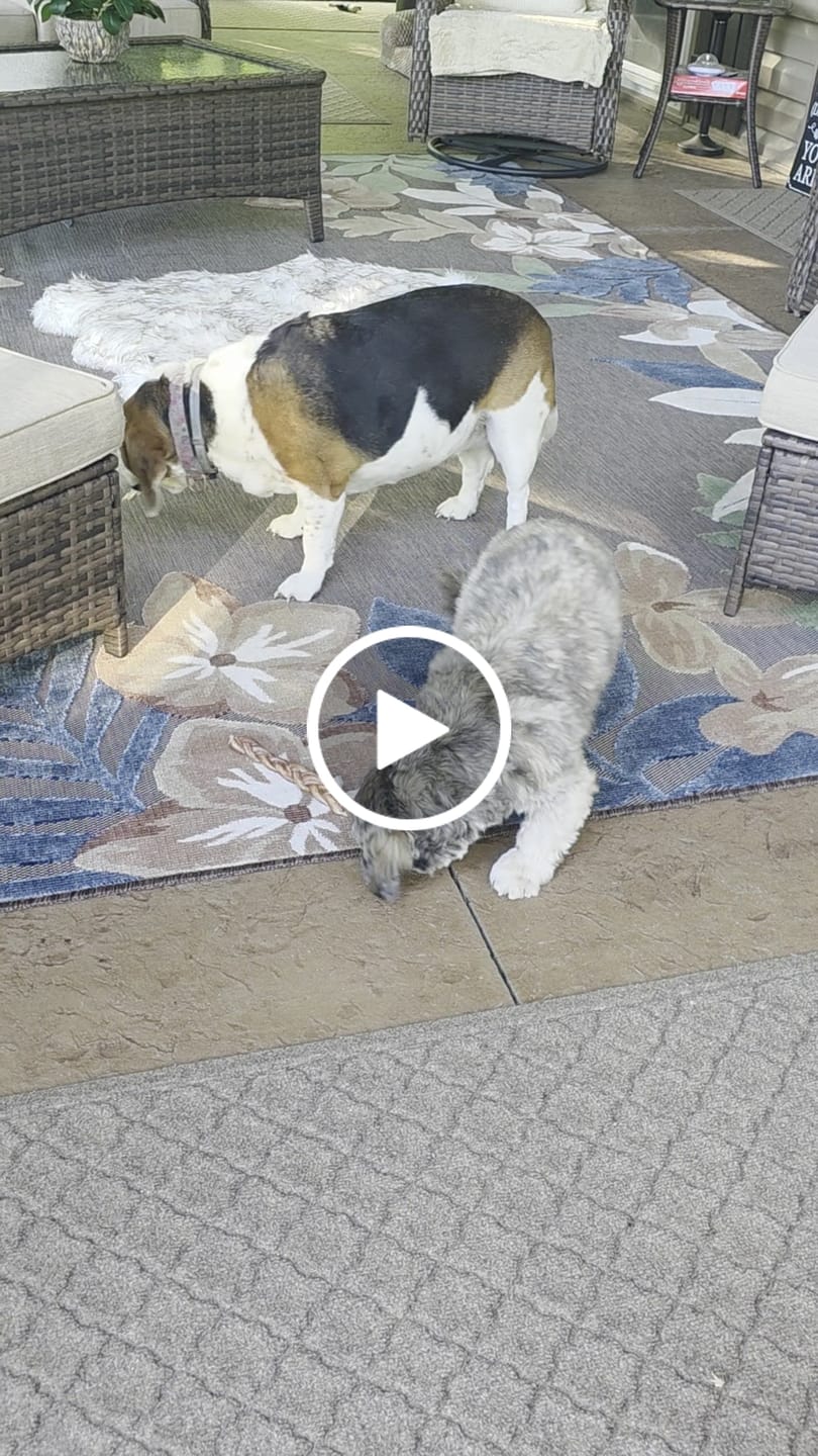 Customer video review of 12" Gullet Sticks For Dogs