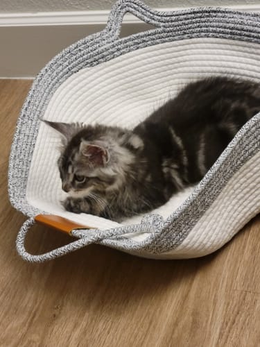 Customer photo review of Instinct Basket | Meet the first research-backed natural territory for indoor cats