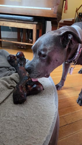 Close-up: Customer's grey dog licking the large, dark Smoked Dinosaur Bone on a pet bed.