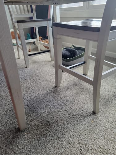 Customer photo review of Instinct Basket | Meet the first research-backed natural territory for indoor cats