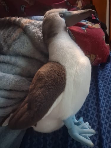 Customer photo review of Blue-footed Booby Bird Soft Stuffed Plush Toy