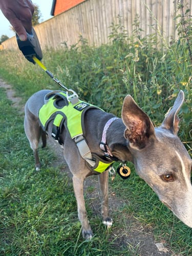 Customer photo review of Escape proof Harness (3 Strap)