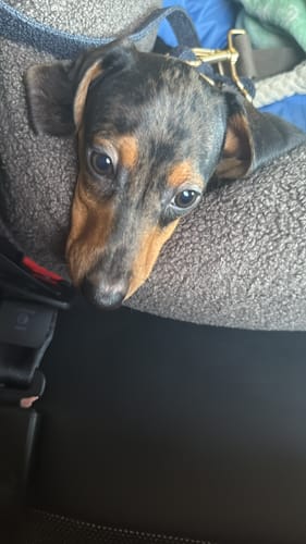 Customer photo review of Chocolate | The Cosy Car Seat