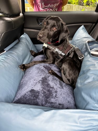 Customer's black dog sitting in the blue, cushioned The Dog Dock V2 inside a car.