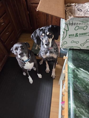 Reviewer's two dogs waiting patiently for their Hanna's Smoked Chicken Feet treats from a newly opened box.