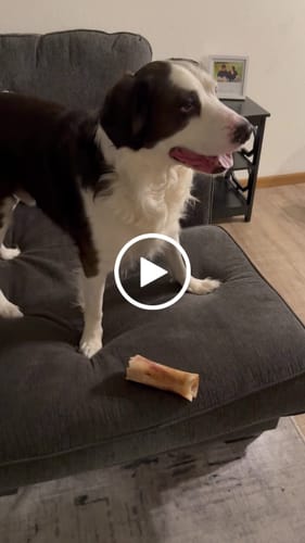 Customer video review of Smoked Beef Marrow Bone