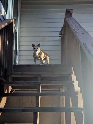 Reviewer's photo of their dog on a staircase, from a review for Huckleberry Gummies.