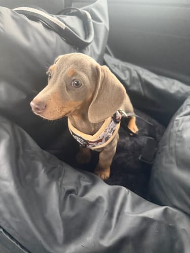Customer's small brown puppy wearing a harness and sitting inside the black Dog Dock.