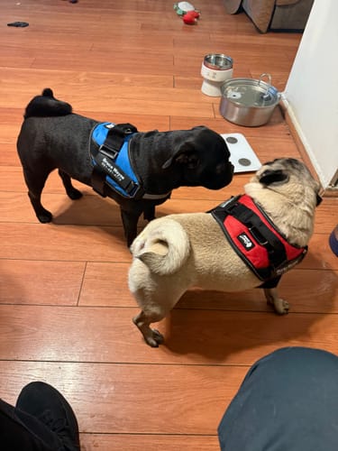 Customer photo review of Dogshood ™