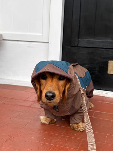 Customer photo review of Swingpuppy Field & Trail All-Weather Bodysuit