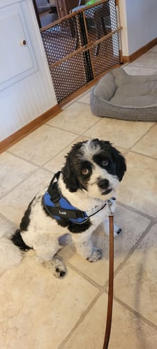 Customer's black and white dog sitting indoors while wearing the harness with a leash attached to the front D-ring.