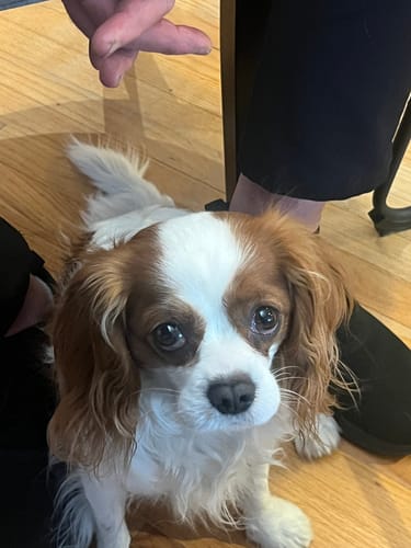 Customer's adorable Cavalier King Charles Spaniel sitting on the floor, mentioned in their review of the Dogshood collar.