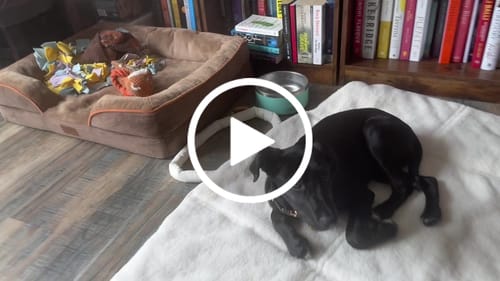 Customer video review of Marshmallow | The Quilted Settle Mat Tote