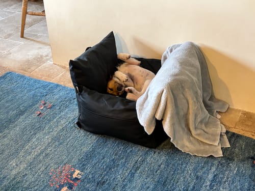 Reviewer's small dog lying playfully on its back inside the black Dog Dock, which is placed on a blue rug.
