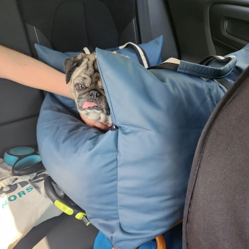 A customer's pug resting its head on the side of the comfortable blue Dog Dock V2 in a car.