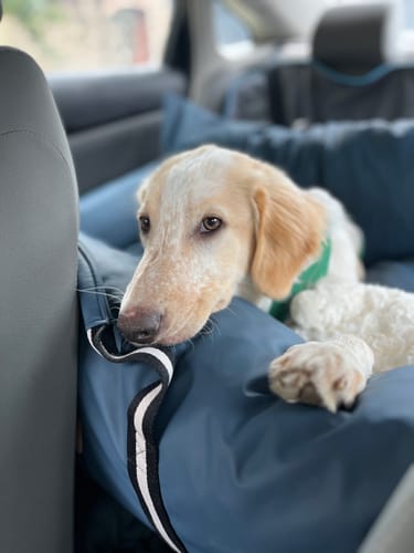 Customer's puppy resting comfortably in the blue Dog Dock V2 car seat in a car's back seat.