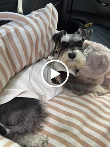 Customer video review of The Canvas Car Seat
