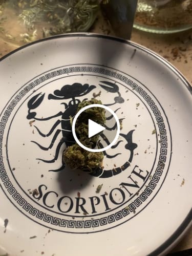 Customer video review of 1 Oz Cheap CBD Small Buds