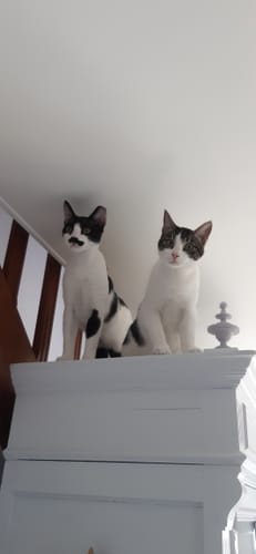 Photo d'un client montrant ses deux chats, un noir et blanc et un tigré, assis sur le haut d'un meuble.