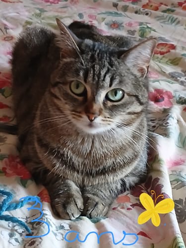Le chat tigré d'une cliente, qui semble en pleine forme et apprécie ses croquettes au poulet.