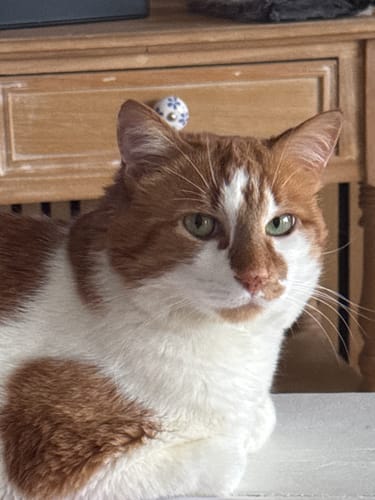 Avis d'un client : un chat roux et blanc avec des yeux verts, assis à l'intérieur.