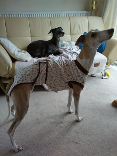 Customer photo review of Sighthound Surgery Recovery Suit / Coats