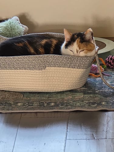 Customer photo review of Instinct Basket | Meet the first research-backed natural territory for indoor cats