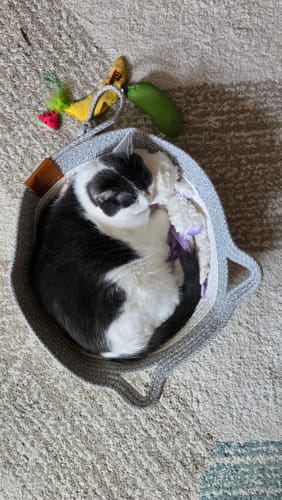 Customer photo review of Instinct Basket | Meet the first research-backed natural territory for indoor cats