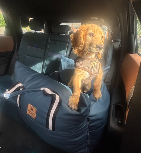 Customer's cocker spaniel puppy sitting upright in the blue Dog Dock V2, placed on a car's back seat.