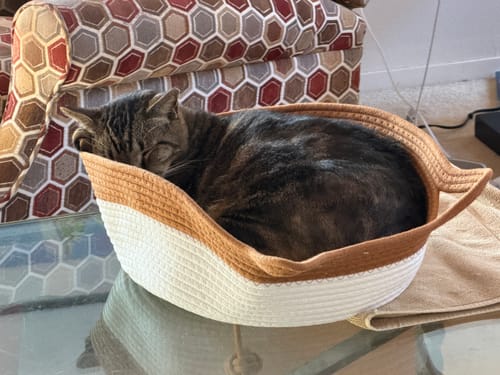 Customer photo review of Instinct Basket | Meet the first research-backed natural territory for indoor cats