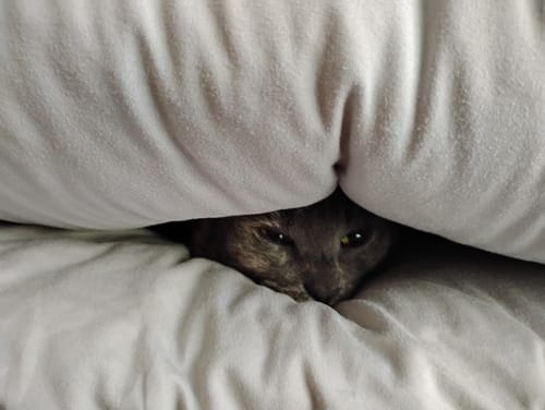 Customer photo review of MarshMellow Comforter