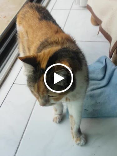 Avis vidéo d'un client sur Pâtée Chat Adulte Insuffisance Rénale - Poulet