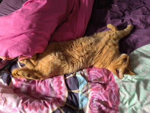 Le chat roux d'un client, l'air satisfait, est étendu sur le dos sur un lit coloré.